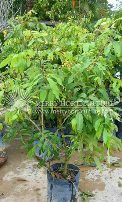 Rambutan spp (Putosan)